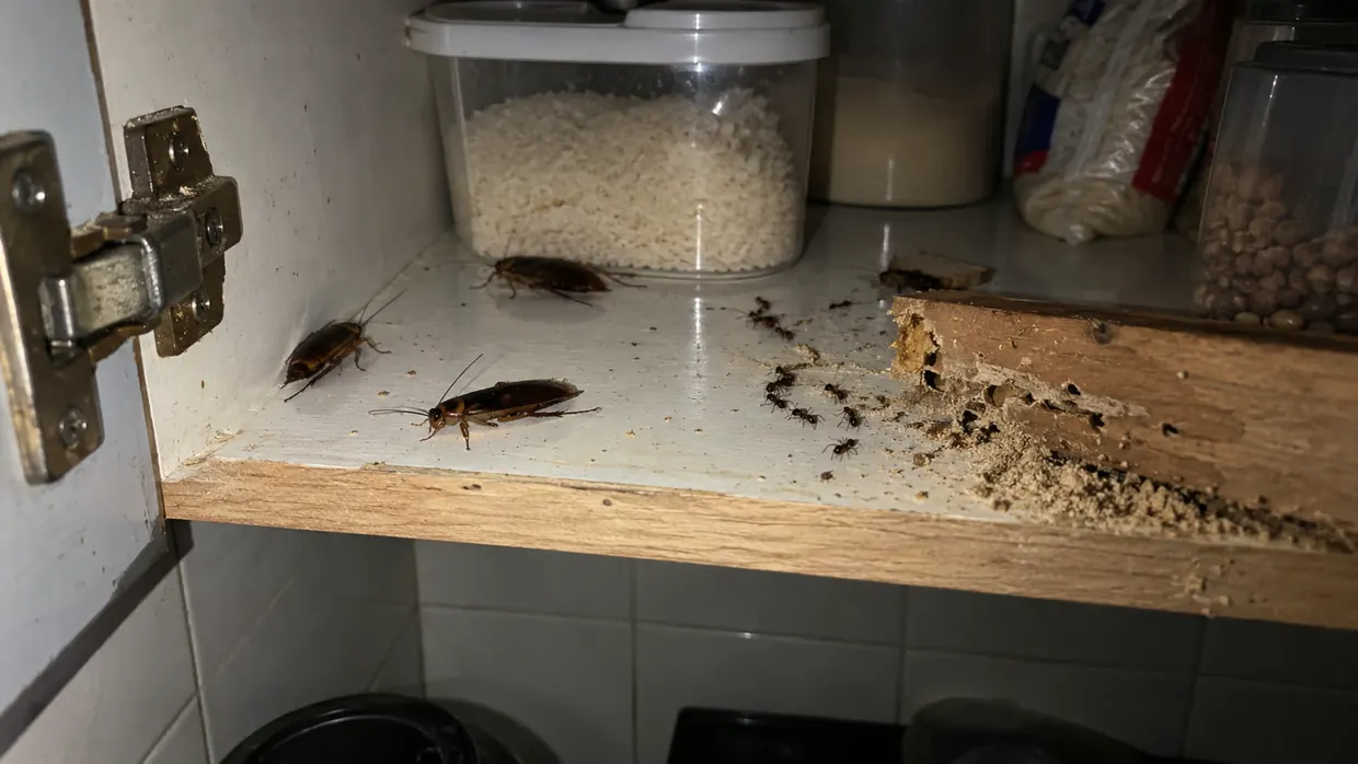 Baratas, formigas e cupim dentro de um armário de cozinha — pragas urbanas atendidas pela El Shaday
